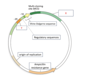 SOAL OSN-K BIOLOGI 2024